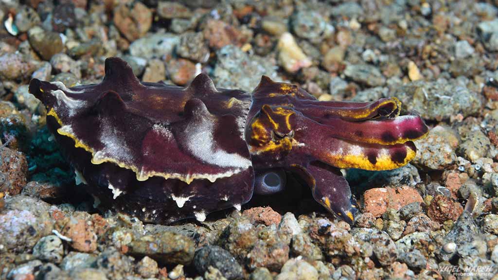Bonnet’s Corner Dive site is possibly the cephalopod capital of the world and it literally brimming full of octopuses, squid, and cuttlefish. See the wonderpuss, greater blue-ringed octopus, the rare mototi octopus, and even the rarer algae octopus
