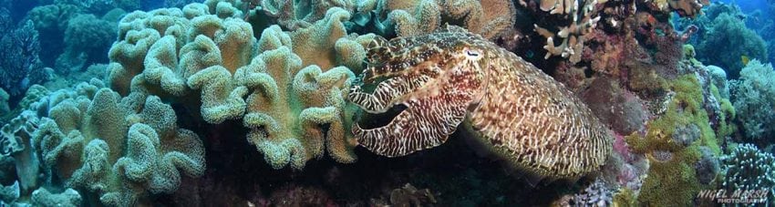 Cuttlefish diving coconut point at dumaguete the philippines diveplanit banner