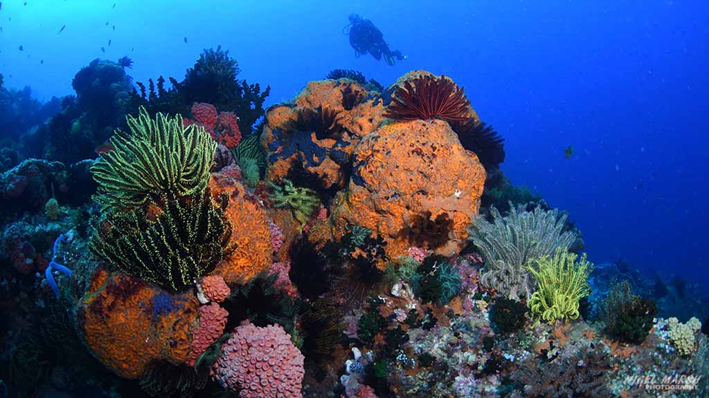 Though it starts on a grey sandy slope, Coconut Point Dive site is a great drift dive with plenty of pretty coral gardens. Expect to see pufferfish, cuttlefish, some pelagics like mackerel, tuna and trevally and even a turtle if you’re lucky.