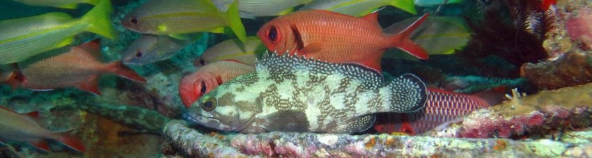8003-Speckle-fin-Grouper-with-same-soldiers-at-Seaventures-House-Reef-diving-Mabul-Sabah-Malaysia-DPI-8003