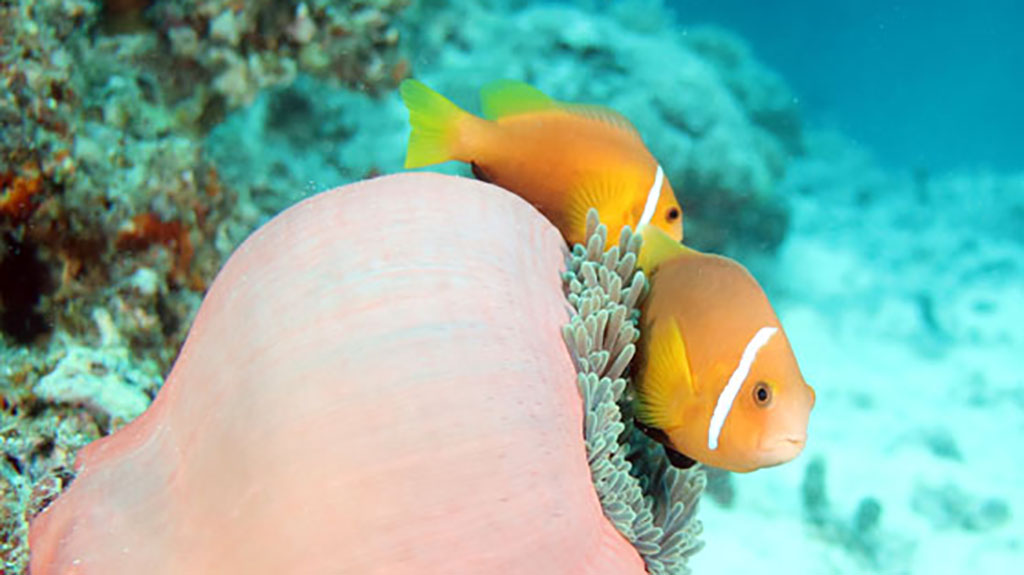 Maldives South Ari Atoll Sunset Maldivian anemone_5363