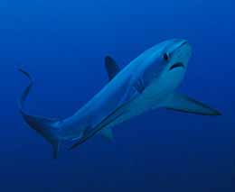 Diving malapascua thresher shark at malapascua the philippines diveplanit feature