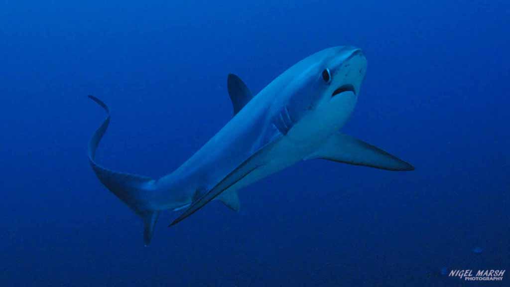 diving Malapascua: thresher shark at Malapascua The Philippines by Nigel Marsh for Diveplanit