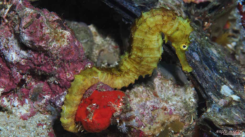 diving Malapascua: seahorse at Malapascua The Philippines by Nigel Marsh for Diveplanit