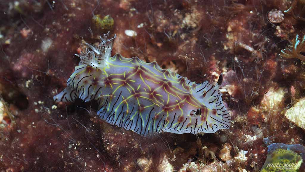 diving Malapascua: nudi at Malapascua The Philippines by Nigel Marsh for Diveplanit