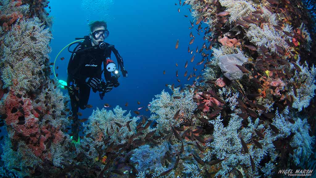 diving Malapascua: colourful soft corals at Malapascua The Philippines by Nigel Marsh for Diveplanit