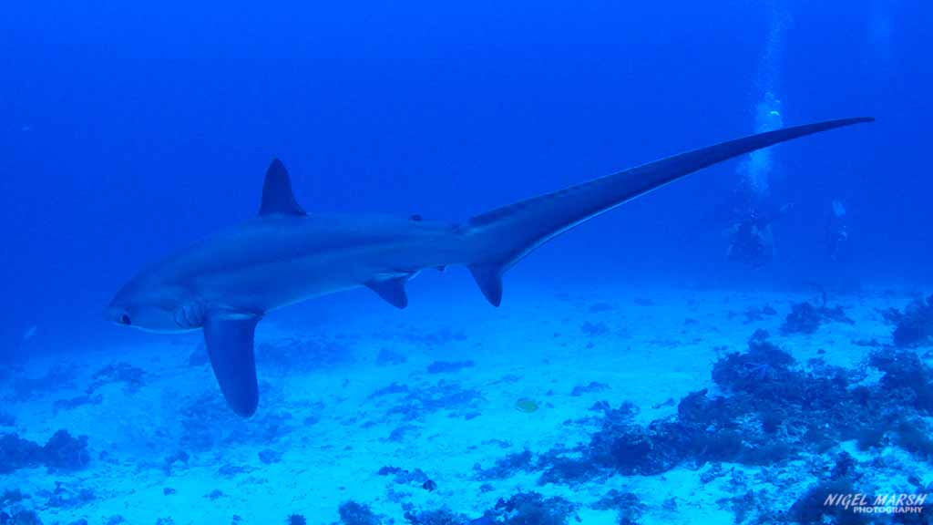diving Malapascua: thresher shark at Malapascua The Philippines by Nigel Marsh for Diveplanit