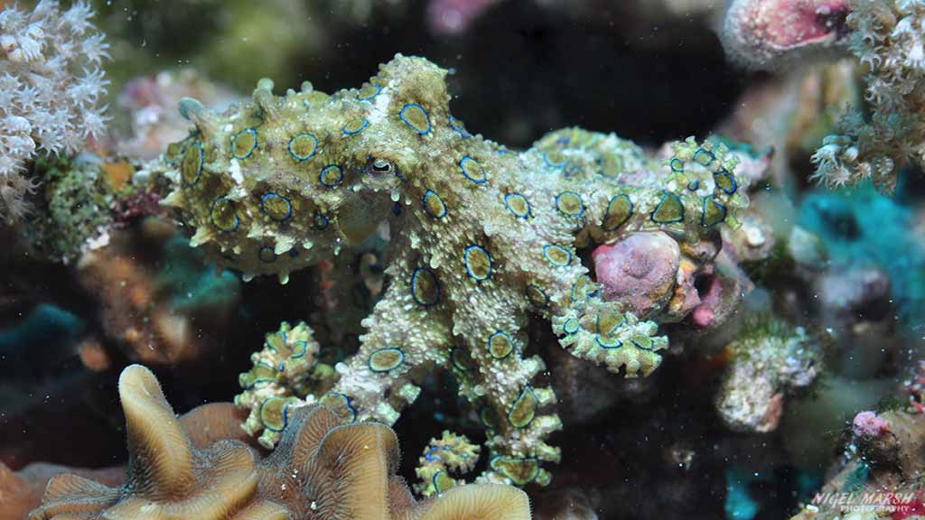 diving Malapascua: blue ringed octopus at Malapascua The Philippines by Nigel Marsh for Diveplanit