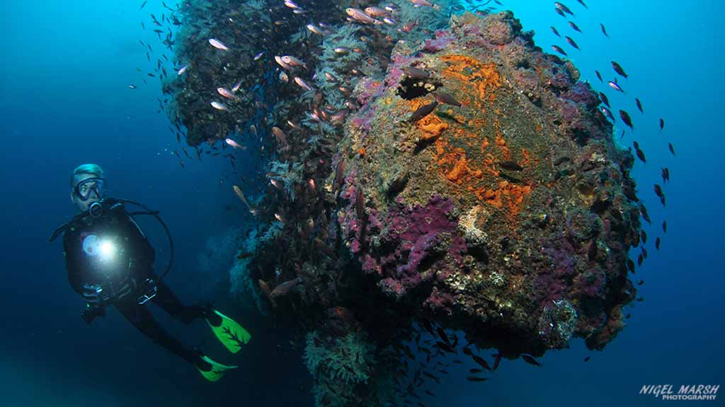 diving Malapascua: colourful coral stack at Malapascua The Philippines by Nigel Marsh for Diveplanit
