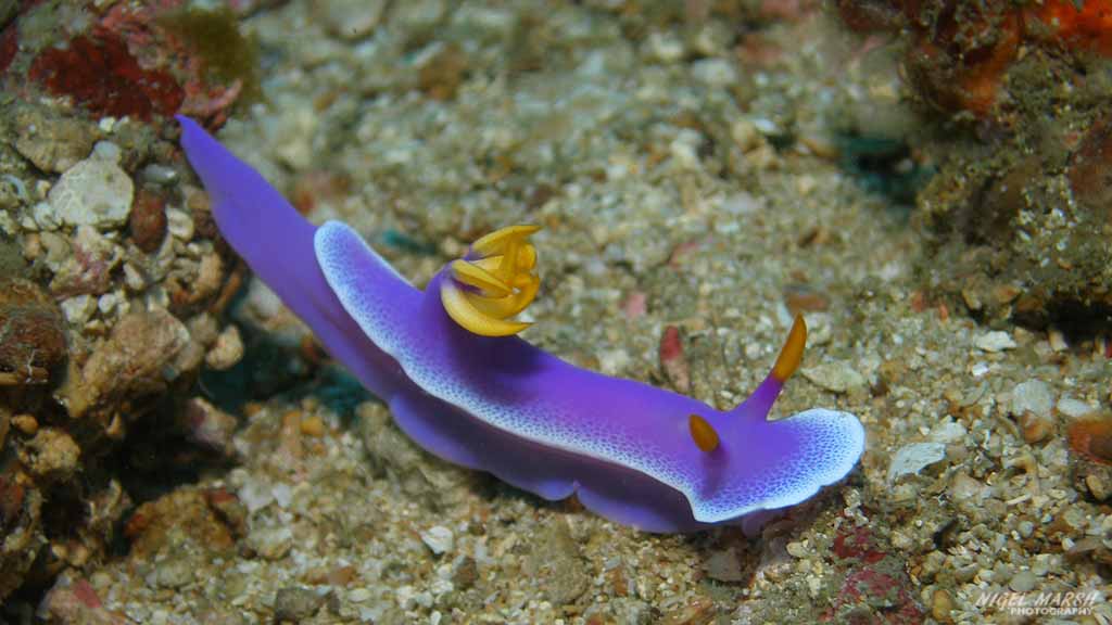 diving Puerto Galera: nudibranch at Puerto Galera The Philippines by Nigel Marsh for Diveplanit