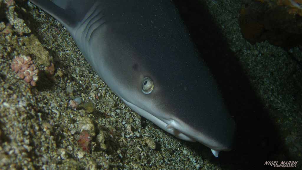 diving Puerto Galera: shark at Puerto Galera The Philippines by Nigel Marsh for Diveplanit