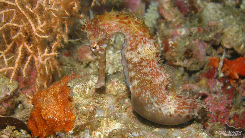 diving Puerto Galera: seahorse at Puerto Galera The Philippines by Nigel Marsh for Diveplanit