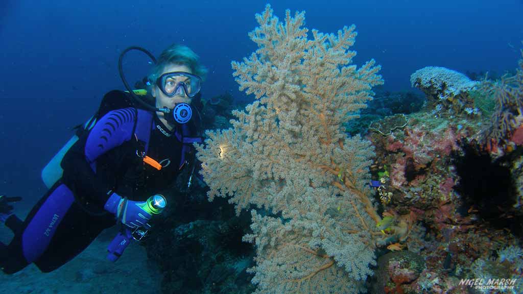 diving Puerto Galera: gorgonian at Puerto Galera The Philippines by Nigel Marsh for Diveplanit