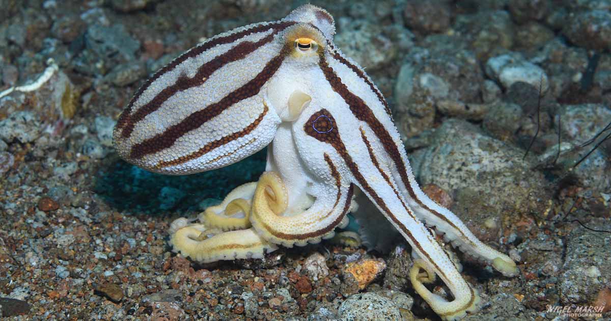 mototi octopus diving bonnets corner at Dumaguete The Philippines by Nigel Marsh for Diveplanit