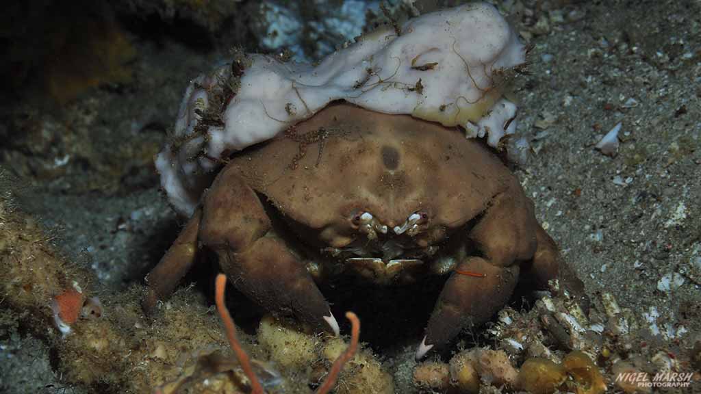 sponge crab diving gato island cave at Malapascua The Philippines by Nigel Marsh for Diveplanit