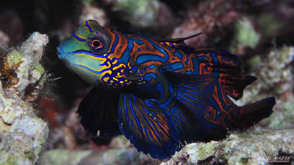 mandarinfish diving lighthouse reef at Malapascua The Philippines by Nigel Marsh for Diveplanit