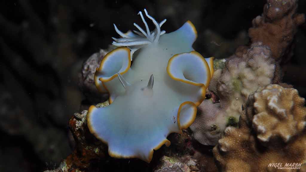 nudibranch diving lighthouse reef at Malapascua The Philippines by Nigel Marsh for Diveplanit
