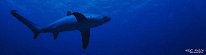 Thresher shark diving monad shoal at malapascua the philippines diveplanit banner