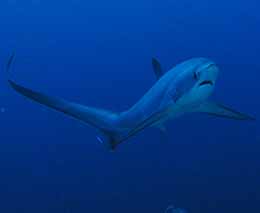 Thresher shark diving monad shoal at malapascua the philippines diveplanit feature