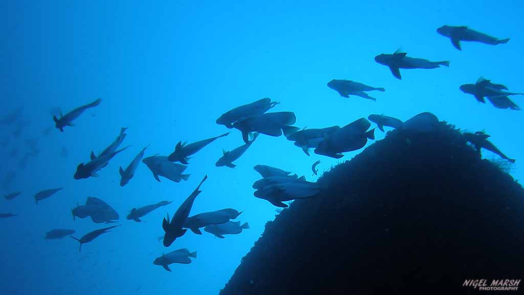 batfish diving alma jane at Puerto Galera The Philippines by Nigel Marsh for Diveplanit