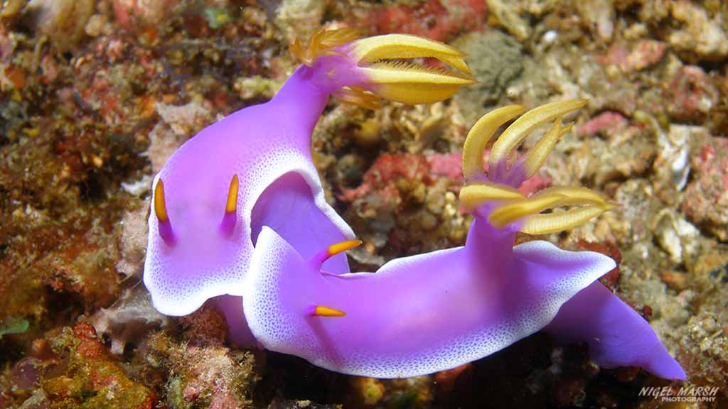 Nudibranchs diving alma jane at puerto galera the philippines diveplanit