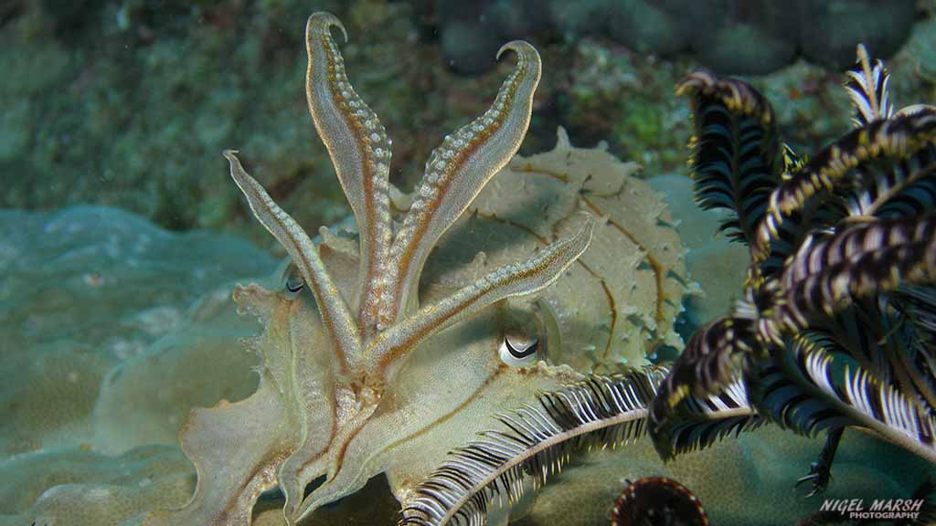 cuttlefish diving alma jane at Puerto Galera The Philippines by Nigel Marsh for Diveplanit