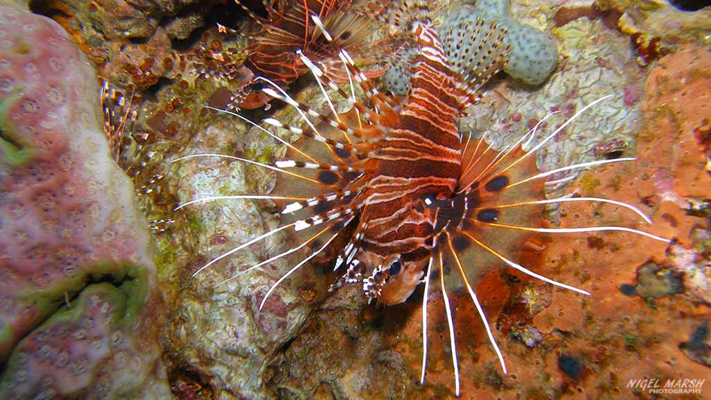 lionfish diving verde dropoff at Puerto Galera The Philippines by Nigel Marsh for Diveplanit