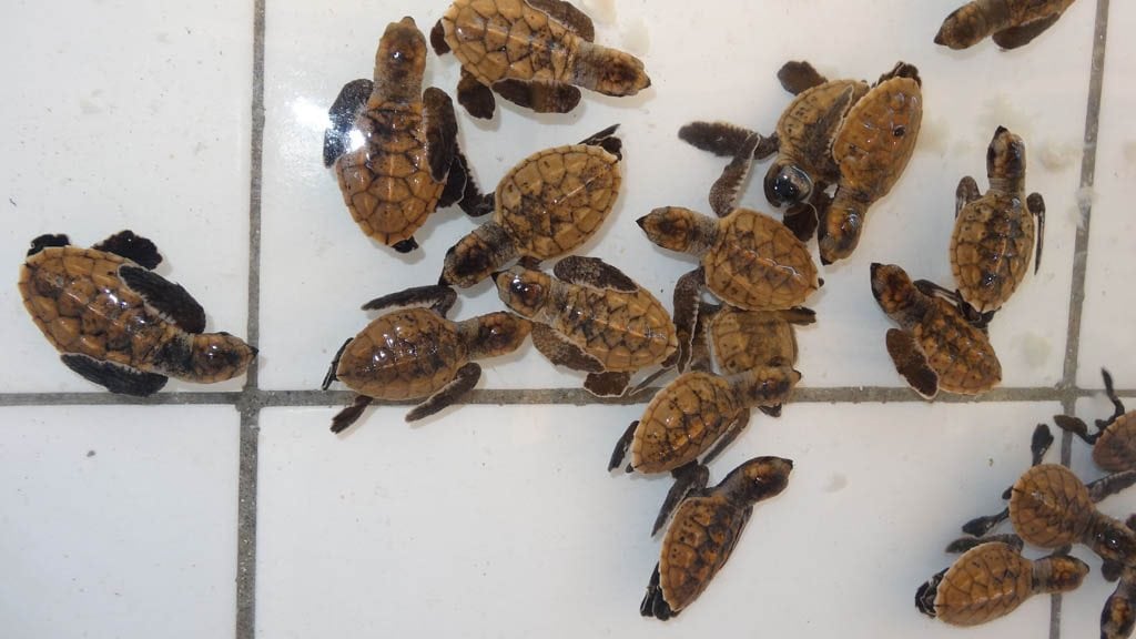 13 Siladen Resort & Spa, Siladen Island, Bunaken, North Sulawesi Turtle Conservation