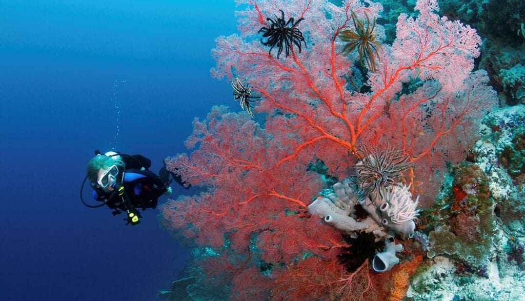 25 diver with fan crinoids photo walt stearns mg 5198 opengraph