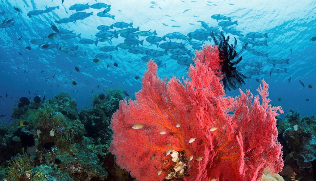 28 sea fan on reef wakatobi photo by walt stearns mg 6779