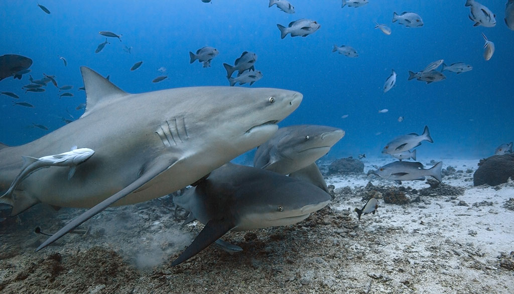 Awakening shark dive credit thomas vignaud barefoot collection a