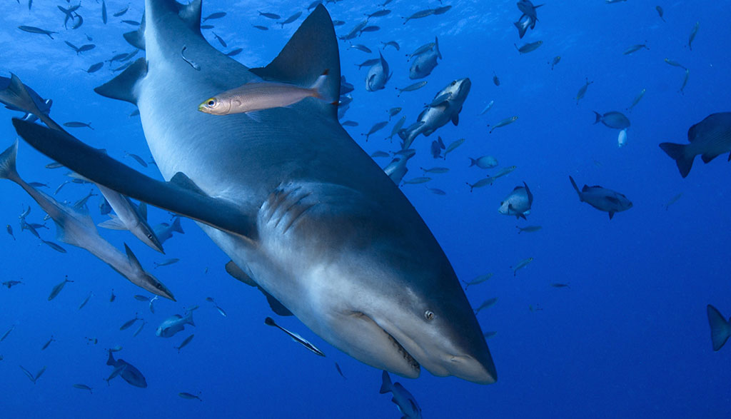 Awakening Shark Dive credit Thomas Vignaud Barefoot Collection 1243a