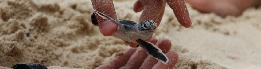 Lang tengah turtle watch checking health of hatchlings banner