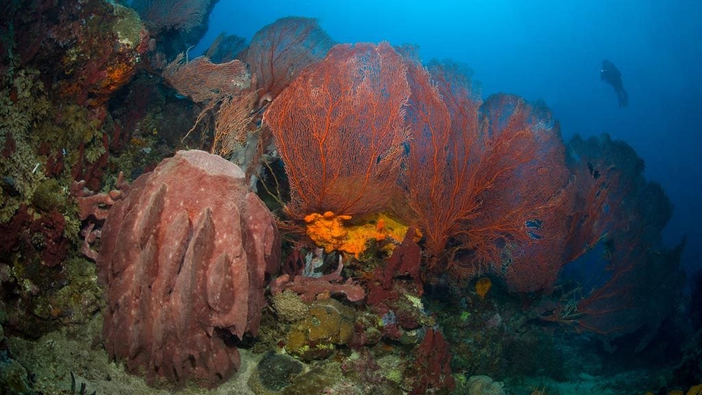 FeBrina Specials MV-FeBrina-Supplied-sponge-barrel2