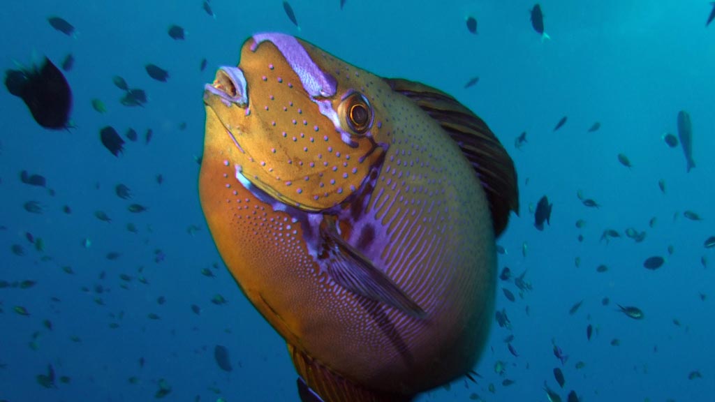 OZTek 2019 Special: Dive the spectacular Kimbe Bay, Fathers Reefs and Witu Islands with 15% off FeBrina Liveaboard trips on selected dates in May, Sept and Nov 2019