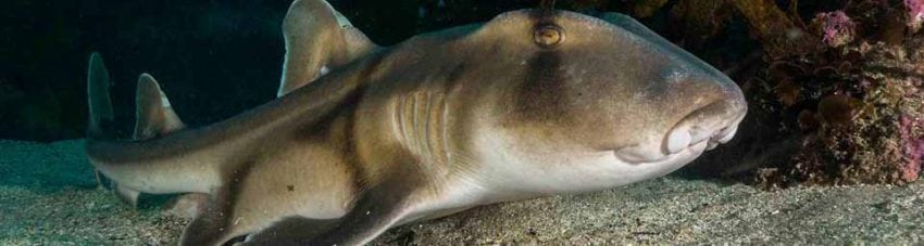 Port Jackson Shark - credit Pete McGee