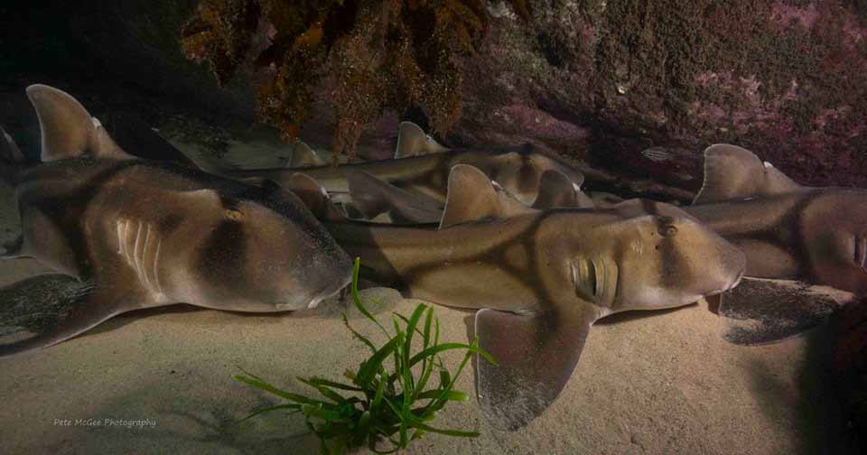 Port jackson sharks cabbage tree bay by pete mcgee fb Port Jackson Sharks - credit Pete McGee