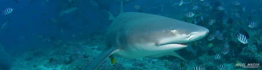 Shark Diving in Fiji's Beqa Lagoon