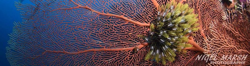 Great Barrier Reef far northern reefs - gorgonian fan