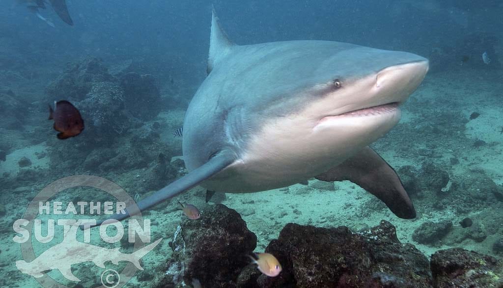 Aquatrek beqa shark dive deal: 5 nights/6 dives