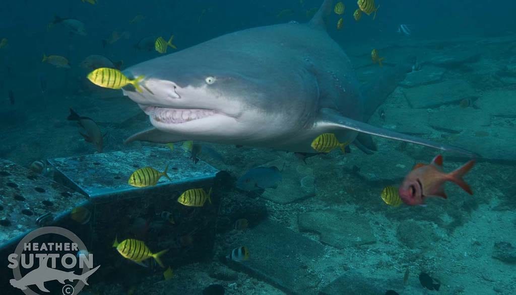 Aquatrek beqa shark dive deal: 5 nights/6 dives