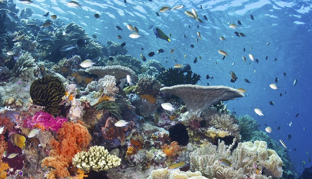 Wakatobi reef photo warren baverstock