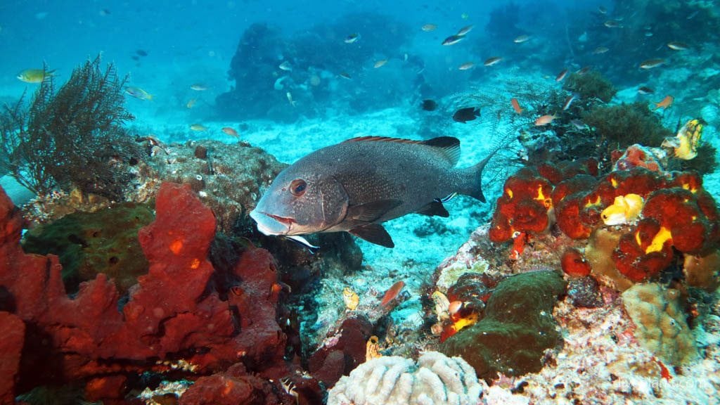 Sweetlips gets a clean at Melissa’s Garden at Raja Ampat Dampier Strait West Papua Indonesia 1107