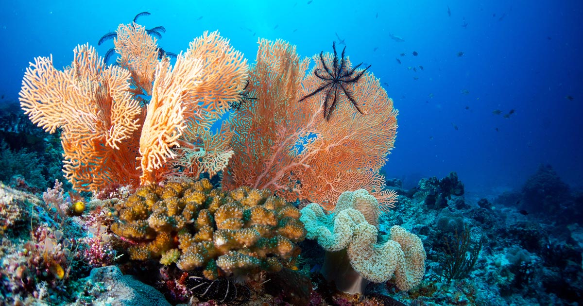 Diving Sardine Reef, Raja Ampat, Indonesia