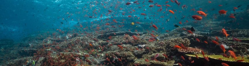 Komodo National Park Indonesia coral Banner 3567