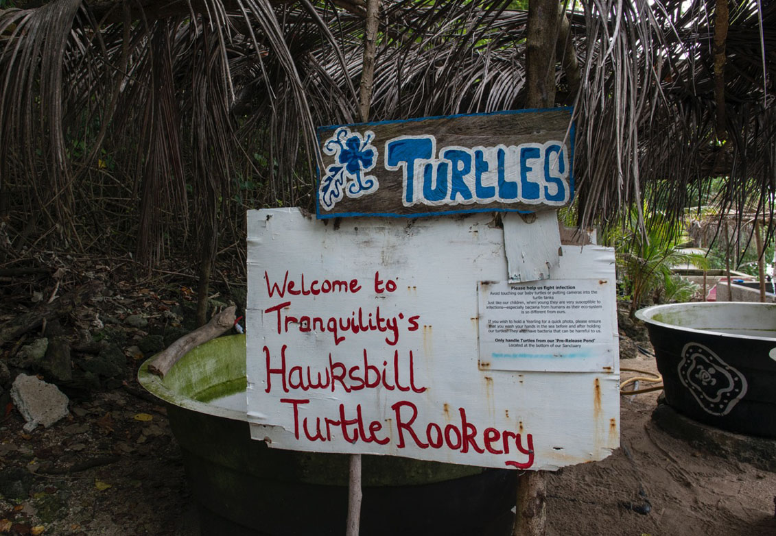 Tranquility Island Eco Resort – the best place to see turtles in Vanuatu