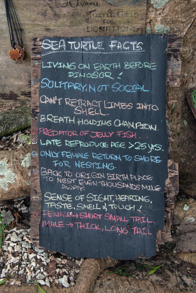 Why is Tranquility Island Eco Resort the best place to see turtles in Vanuatu? This eco-resort is taking care of critically endangered hawksbill turtles.