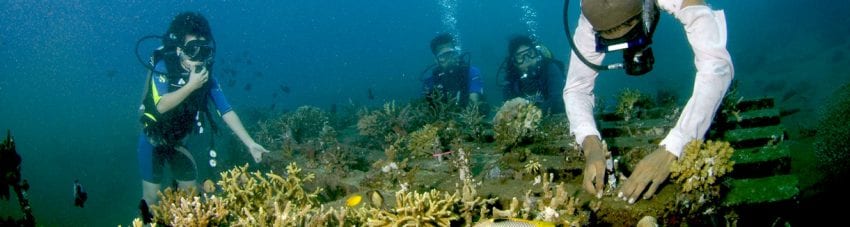 Coral reef restoration sea communities bali indonesia coral planting by volunteers banner