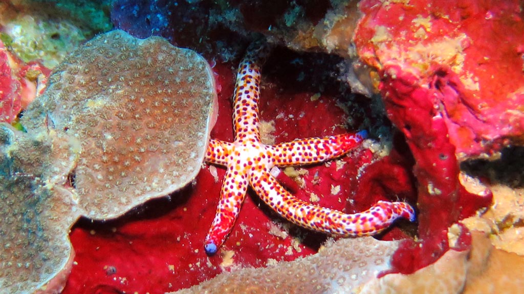 Spotted sea star diving Ottos Point at Walindi Resort PNG by Diveplanit