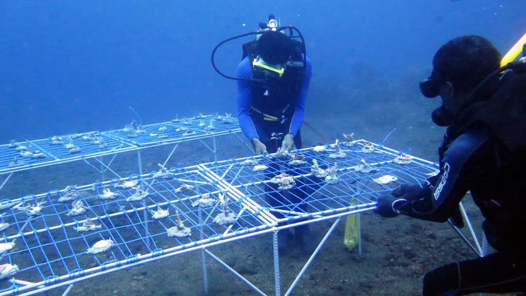 3-coral-reef-restoration-Sea-Communities-Bali-Indonesia-setting-coral-tables